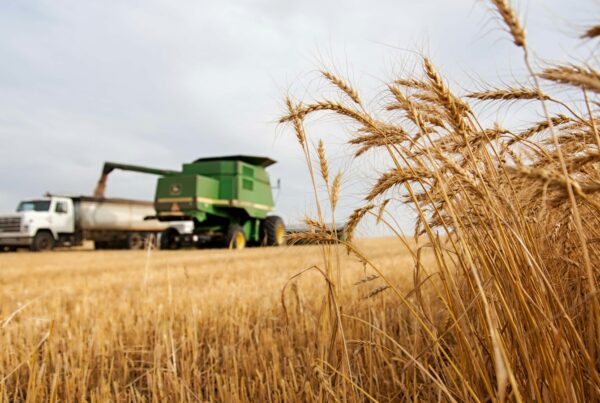 Grain truck on a road beside a ripe wheat field, a scene for AI in Alberta agriculture