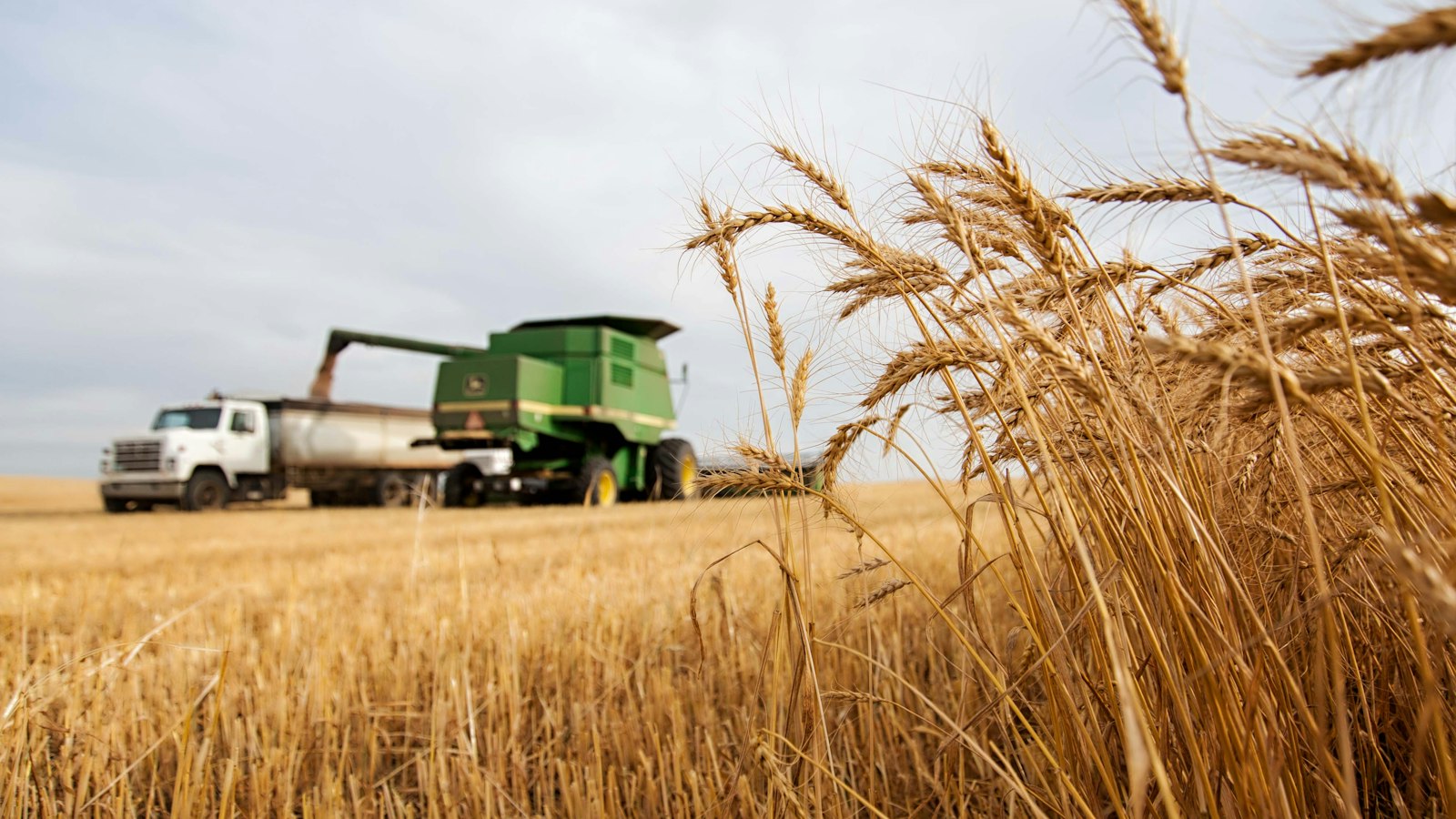 Grain truck on a road beside a ripe wheat field, a scene for AI in Alberta agriculture